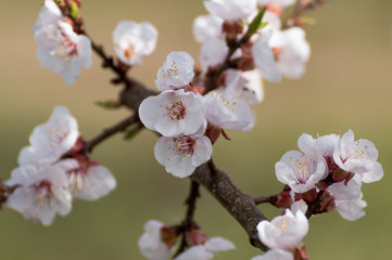 Beautiful white and pink apricot blossom tree in spring time. Close up view of fruit tree flowers. Floral bacground.