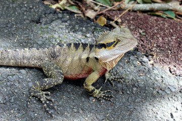 Obraz premium A lizard stopping in his travels to take in the sights