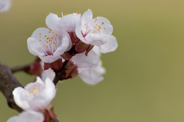 Fototapeta na wymiar Beautiful white and pink apricot blossom tree in spring time. Close up view of fruit tree flowers. Floral bacground.
