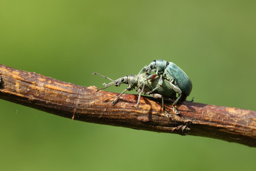 A mating pair of pretty Green Leaf Weevil perching on a plant stem.