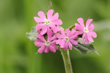 Pretty Red Campion (Silene dioica) flowers.