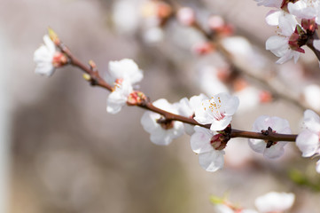Beautiful white and pink apricot blossom tree in spring time. Close up view of fruit tree flowers. Floral bacground.