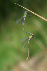 A mating pair of  beautiful Emerald Damselfly (Lestes sponsa) perched on the stem of a reed.