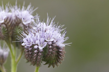 A beautiful Phacelia (Phacelia tanacetifolia) flower, it is a species of phacelia known by the common names lacy phacelia, blue tansy or purple tansy.
