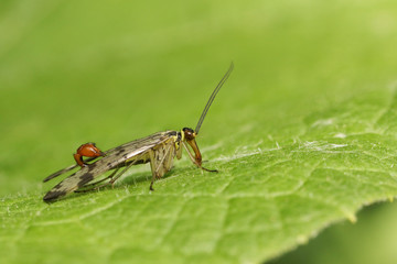 A male Scorpion Fly (Panorpa communis) perched on a leaf.