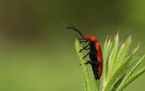 A stunning Red-headed Cardinal Beetle (Pyrochroa serraticornis) perched on the top of a plant.