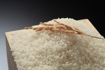 魚沼産コシヒカリ