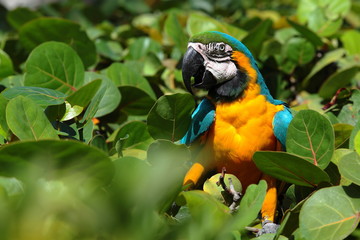 Parrot and lizard in the green thickets in Aruba