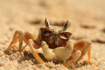 sea crab on a sandy seashore close-up