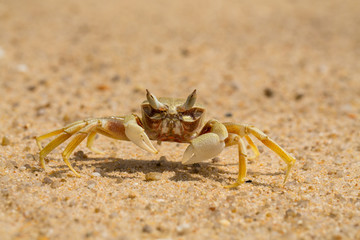 sea crab on a sandy seashore close-up