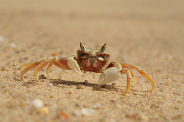 sea crab on a sandy seashore close-up