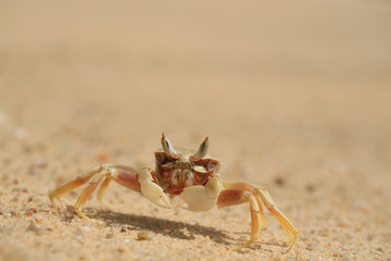 sea crab on a sandy seashore close-up