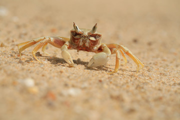 sea crab on a sandy seashore close-up
