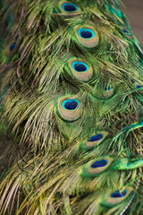 Close up of a peacocks tail feathers