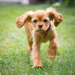 happy cavalier king charles spaniel puppy running