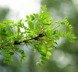 Soft-focus close-up of yellow flowers 