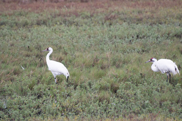 Whooping cranes in Aransas  National Wildlife Refuge