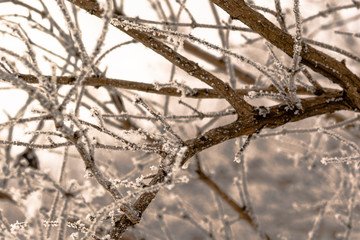 Frost covered branches