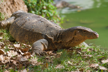 Striped monitor lizard (water monitor) close up on the bank of the lake. Lumpini park, Bangkok