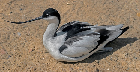 Pied avocet. Latin name - Recurvirostra avosetta	
