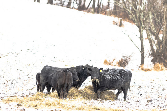 Black Angus Cattle Eating Hay In The Snow