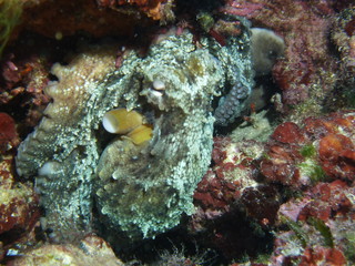 Fototapeta na wymiar Octopus hiding between stones