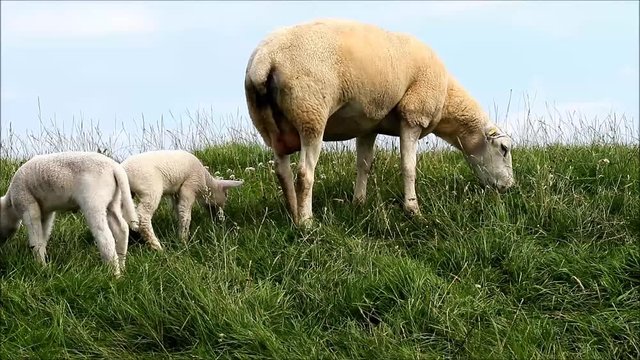 ewe and lambs grazing on dike