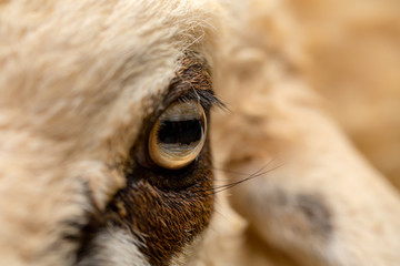 Eye of white and brown lamb, close-up