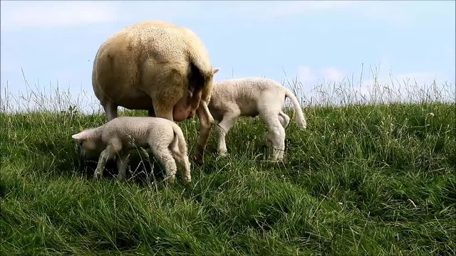 ewe and lambs grazing on dike