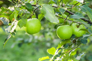 Apples hanging from a tree branch in an apple orchard
