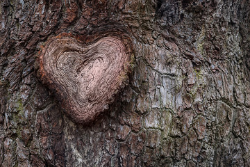 Close up of a cross section of an oak tree's branch, showing heart shaped annual rings. Tree bark's background.  Time prove - life long love concept. - 245498068