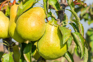 Pear trees hanging from the tree branch to the Pear Garden