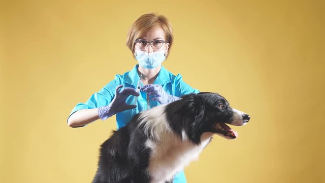 professional female vet is giving an injection. close up photo. copy space. studio shot. pets treatment. dogs care. yellow background. close up photo.