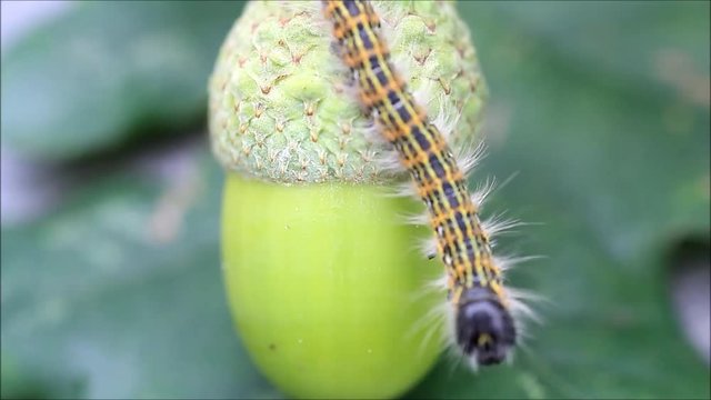 green acorn with caterpillar, Phalera bucephala