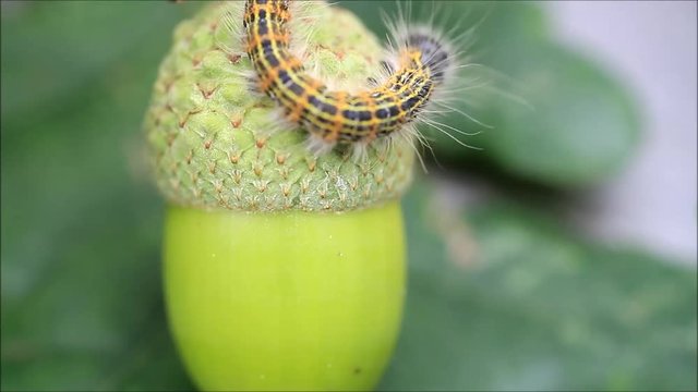 green acorn with caterpillar, Phalera bucephala