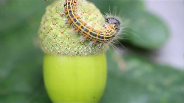 green acorn with caterpillar, Phalera bucephala