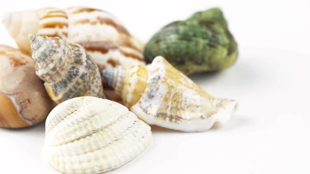 Sea shell rotating. Close up 4k footage.