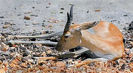 Persian goitered gazelle. Latin name - Gazella subgutturosa	