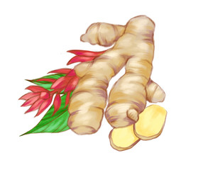 Obraz na płótnie Canvas Hand Drawn watercolor ginger isolated on the white background. Illustration for food design.
