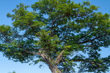 tree on blue sky