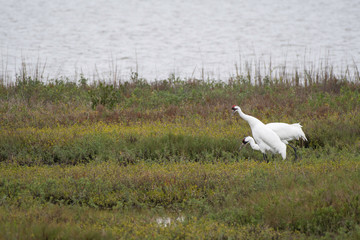 Whooping cranes in Aransas National Wildlife Refuge