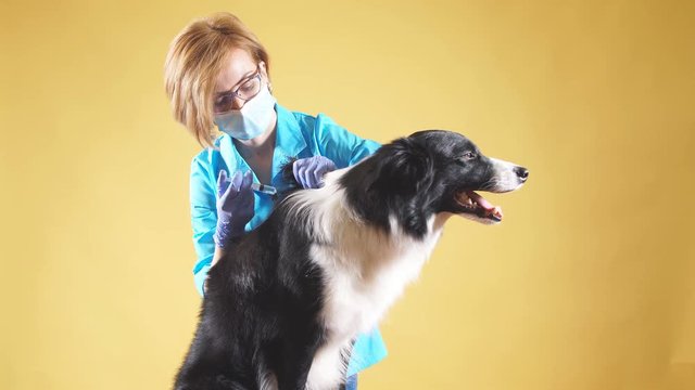 blond vet anesthetizes a dog by an injection before the surgery. wpman puts the dog away. closeup photo. isolated yellow background.