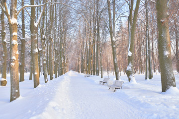 Park alley at winter.
