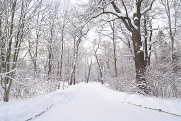 Park alley at winter.
