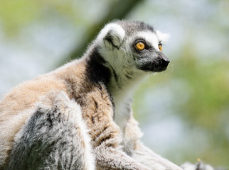 Bright sunlight portrait of a ring tailed lemur, soft background