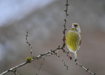 Männlicher Grünfink