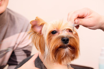 Yorkshire Terrier getting his hair cut