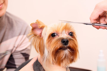 Yorkshire Terrier getting his hair cut