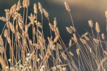 Fototapeta premium Dry grass with a beautifully blurred sea background