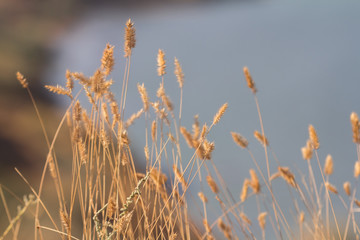 Selective soft focus of dry grass, reeds, stalks blowing in the wind